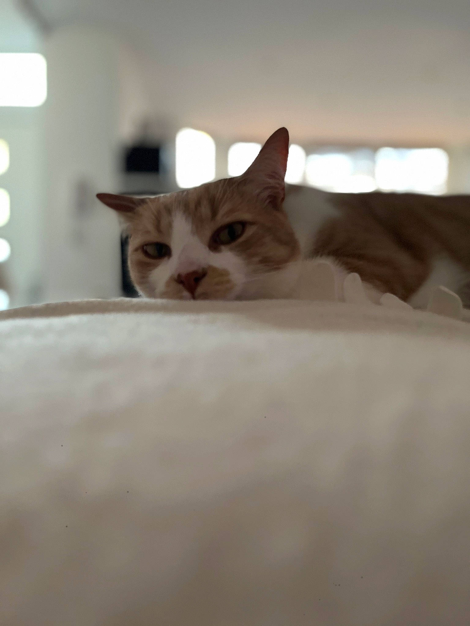 Kratos a rejoint le concours — aidez-le/la à gagner de superbes lots ! carnivore, cat, comfort, domestic_short_haired_cat, fawn, felidae, fur, hardwood, room, small_to_medium_sized_cats, snout, terrestrial_animal, whiskers, wood