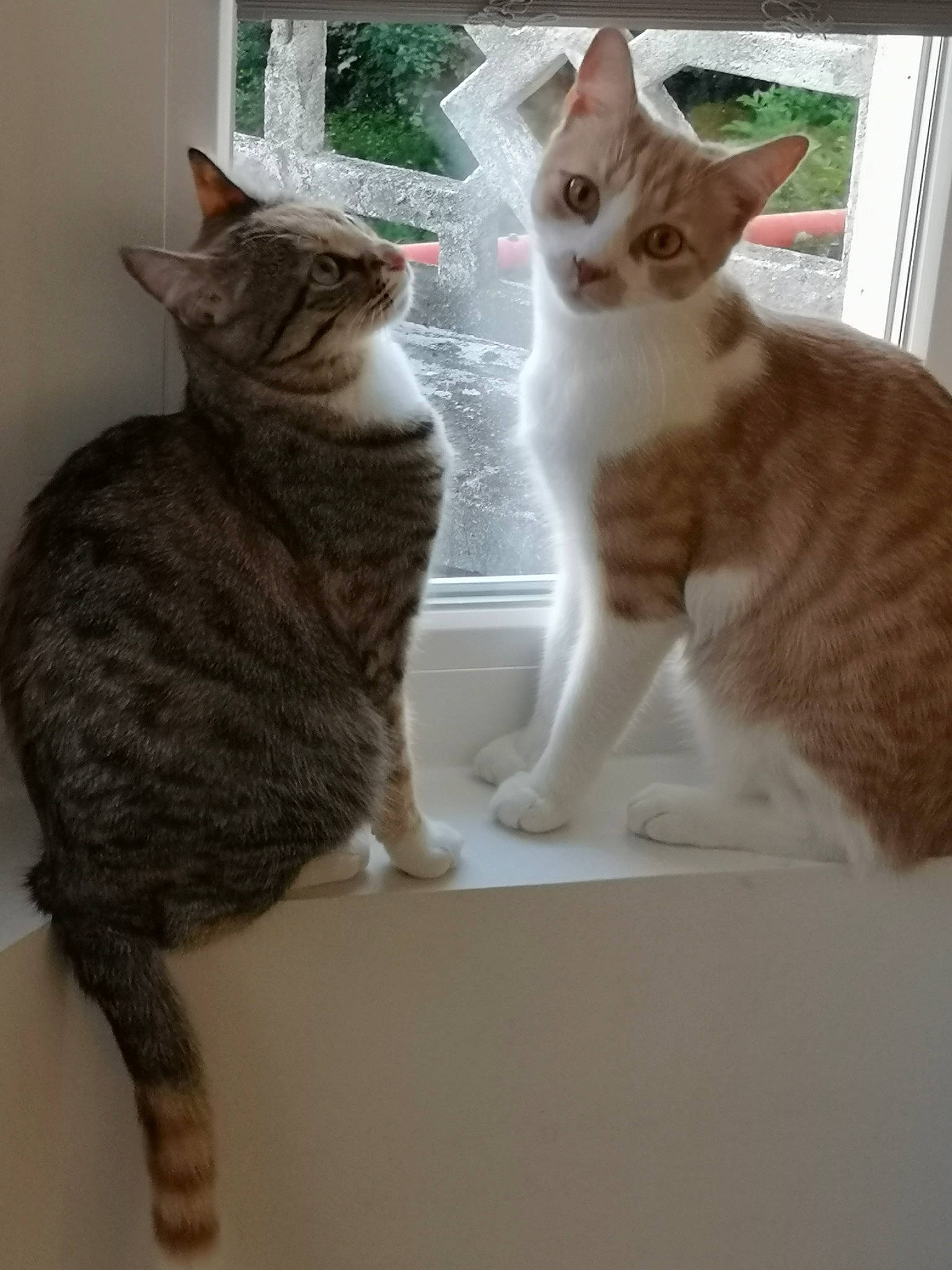 Kratos a rejoint le concours — aidez-le/la à gagner de superbes lots ! carnivore, cat, claw, comfort, domestic_short_haired_cat, fawn, felidae, fur, paw, pet_supply, small_to_medium_sized_cats, snout, tail, whiskers, window