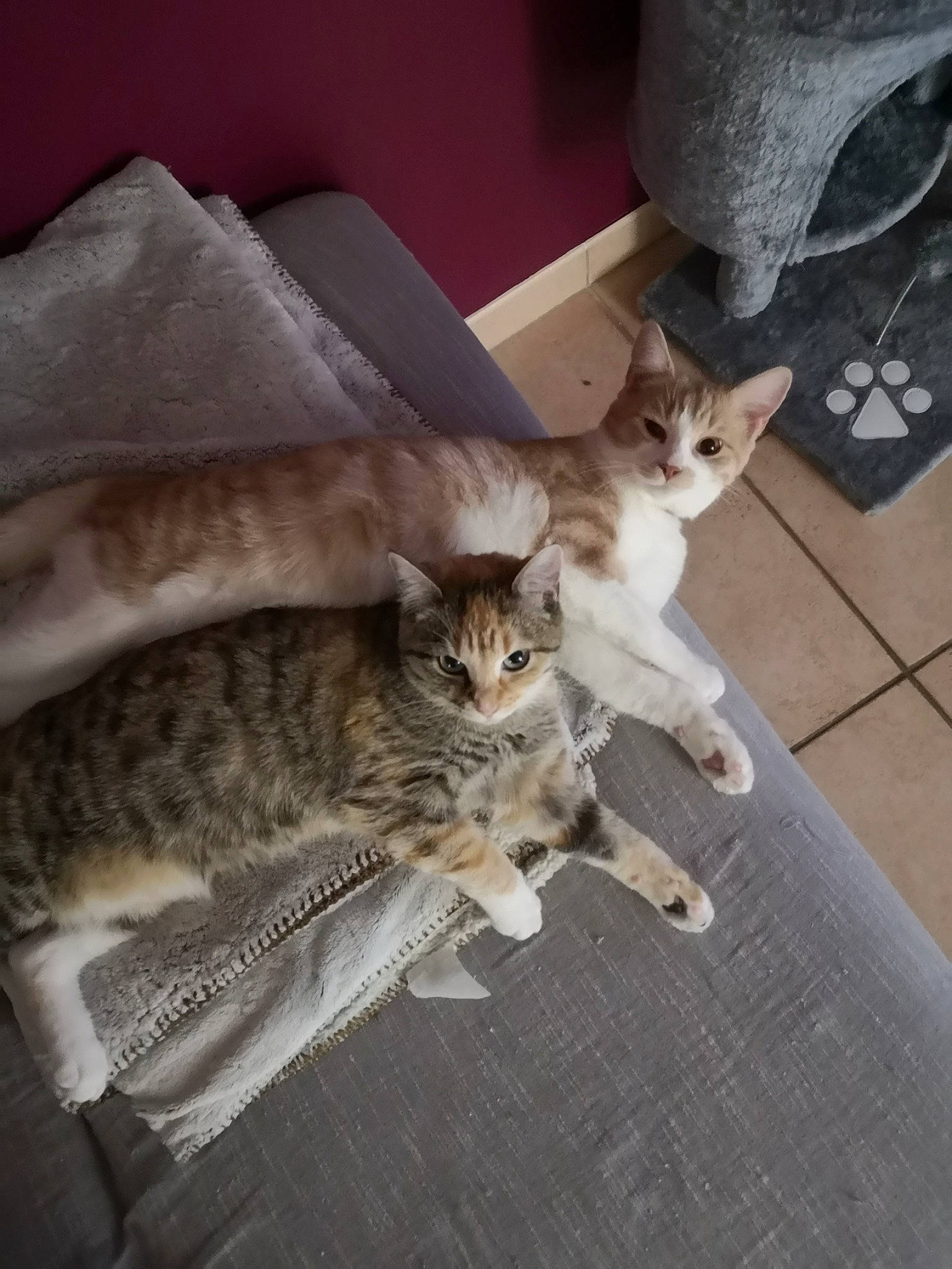 Kratos participe au concours pour gagner de l'argent avec cette photo : carnivore, cat, claw, comfort, couch, domestic_short_haired_cat, door, fawn, felidae, fur, grey, hardwood, paw, room, small_to_medium_sized_cats, tail, whiskers, wood