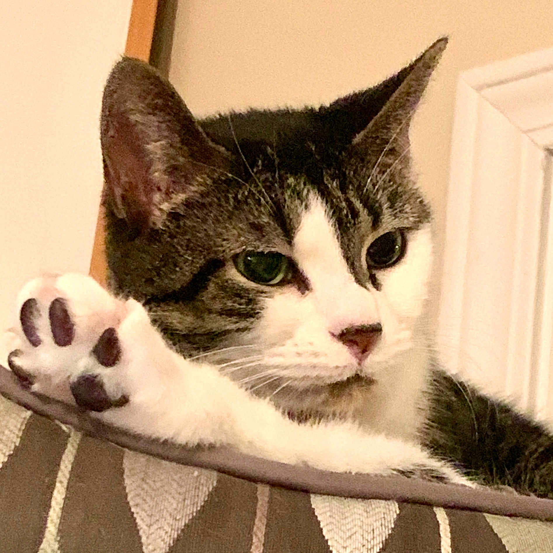 Princess Patie is registered to the contest to win money with this photo: abyssinian, animal, cat, claw, egyptiancat, electronics, hardware, hook, kitten, manx, pet, snout