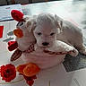 chair, chicken_toy, cute, decoration, dog, fluffy, home, indoor, orange, paper, portrait, puppy, red, sleeping, small_dog, stuffed_animal, table, tabletop, toy, white_dog