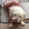 animal, couch, cushions, cute, dog, fluffy, home, indoor, long_hair, lying_down, paws, pet_clothing, photograph, pink_outfit, portrait, relaxed, sitting, small_dog, sofa, white_dog
