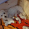 animal, blanket, canine, cozy, cuddling, curly_coat, dog, fluffy, indoor, litter, newborn, nursery, orange_blanket, pet, plush_toy, puppies, puppy, sleeping, white_dog, wooden_box