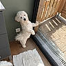 animal, dog, dogs, floor, fluffy, fur, glass_door, home, indoor, outdoor, patio, pet, puppy, rug, sitting, small_dog, standing, sunlight, white_dog, wooden_gate