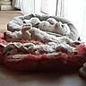 dog, bed, indoor, floor, curtain, window, light, resting, pet, cozy, white_dog, tile_floor, relaxing, sleeping, furniture, home, daylight, curtains, two_dogs, soft_bed