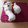 dog, white_dog, pet, blanket, toy, wooden_floor, indoor, curious, fluffy, small_dog, laying_down, looking_up, three_dogs, cozy, relaxed, fur, animal, companion, cute, domestic