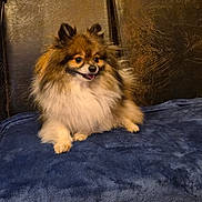 Skoty a rejoint le concours — aidez-le/la à gagner de superbes lots ! dog, pomeranian, fluffy, pet, indoor, couch, leather, blanket, blue_blanket, happy, tongue_out, small_dog, fur, sitting, patterned_wallpaper, home, cozy, animal, cute, companion