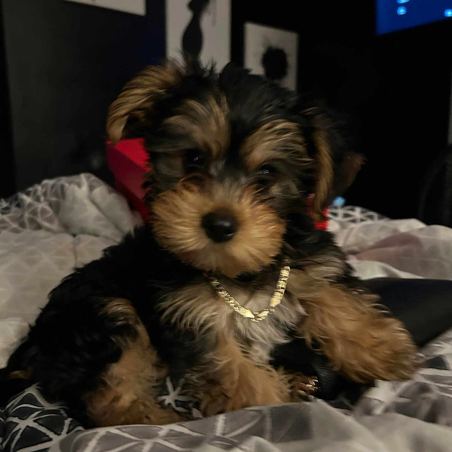 Money is registered to the contest to win money with this photo: accessories, animal, bed, bedroom, canine, couch, dog, face, furniture, head, indoors, jewelry, necklace, person, pet, photography, portrait, puppy, room, terrier