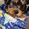 Money is registered to the contest to win money with this photo: affenpinscher, animal, ball, blanket, canine, cockerspaniel, dog, face, head, person, pet, photography, portrait, puppy, quilt, sleeping, sport, tennis, tennisball, terrier