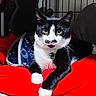 Soda is registered to the contest to win money with this photo: alert, animal, bell, black_and_white, blue_collar, cage, cat, close_up, cute, front_paws, green_eyes, indoor, lying_down, mustache, pet, portrait, red_blanket, sitting, tuxedo_cat, whiskers