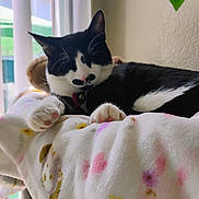 Soda is registered to the contest to win money with this photo: animal, bell, black_and_white_cat, blanket, cat, collar, cozy, floral_blanket, houseplant, indoor, paws, pet, pink_paw_pads, plush_toy, portrait, relaxed, sleeping, toe_beans, whiskers, window