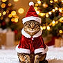 cat, tabby_cat, santa_hat, christmas_outfit, holiday, festive, christmas_tree, bokeh, lights, decorations, fluffy_rug, indoor, pet, animal, cute, fur, sitting, portrait, seasonal, celebration