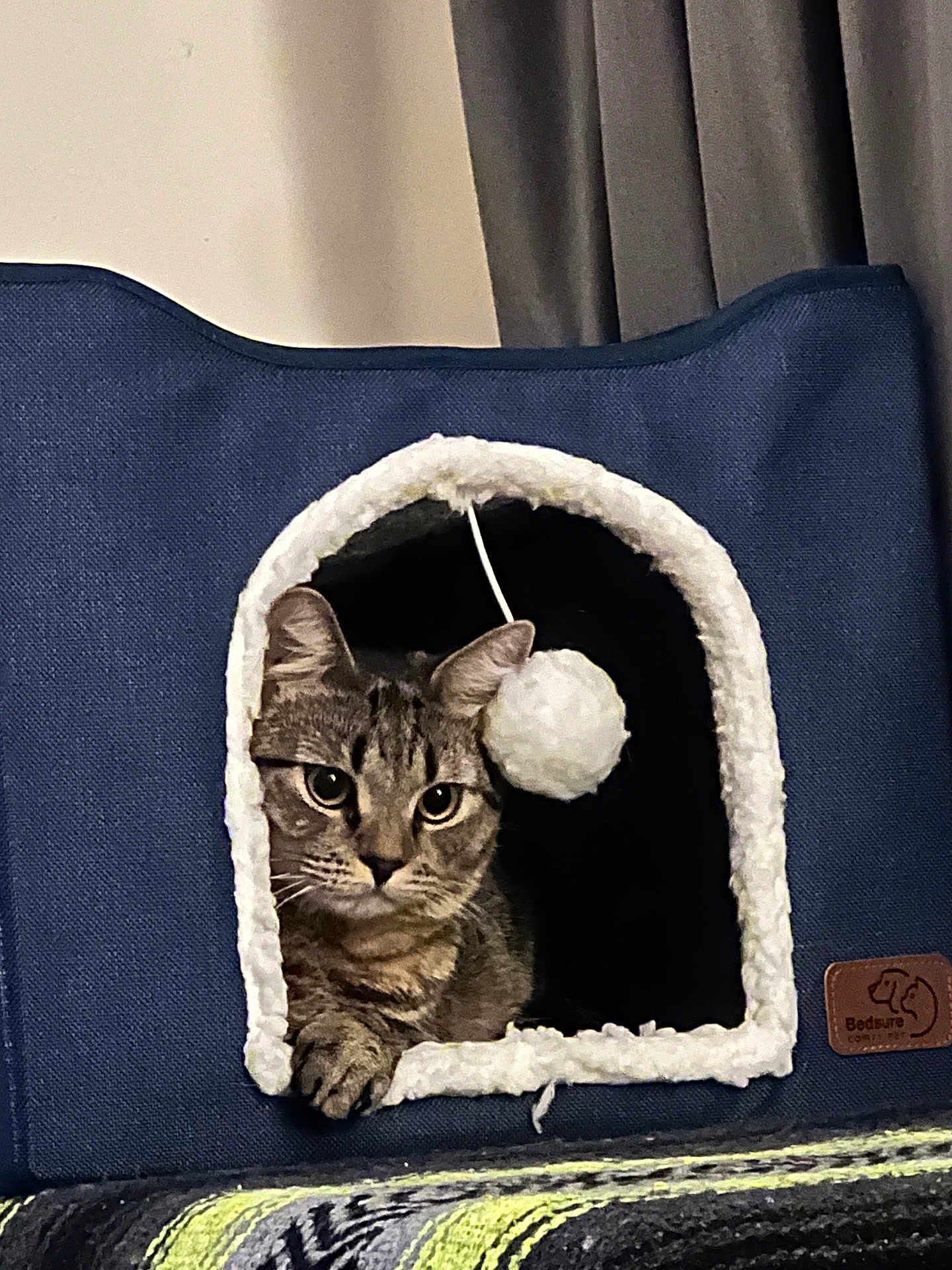 Emmy joined the competition — help win amazing prizes! cat, tabby, pet, animal, indoor, cozy, fabric, hideout, toy, pom_pom, curious, resting, feline, cute, window, blanket, blue, white, fur, ears