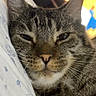 Jax joined the competition — help win amazing prizes! cat, tabby, close_up, face, fur, whiskers, ears, sleepy, resting, indoor, pillow, patterned, pet, animal, cute, feline, relaxed, soft, portrait, domestic_cat