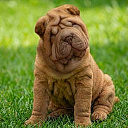 Benji joined the competition — help win amazing prizes! dog, puppy, shar_pei, wrinkled_skin, brown_fur, grass, outdoor, sitting, cute, pet, canine, mammal, portrait, young, short_muzzle, folds, greenery, single_subject, shallow_depth_of_field, playful