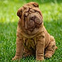 dog, puppy, shar_pei, wrinkled_skin, brown_fur, grass, outdoor, sitting, cute, pet, canine, mammal, portrait, young, short_muzzle, folds, greenery, single_subject, shallow_depth_of_field, playful