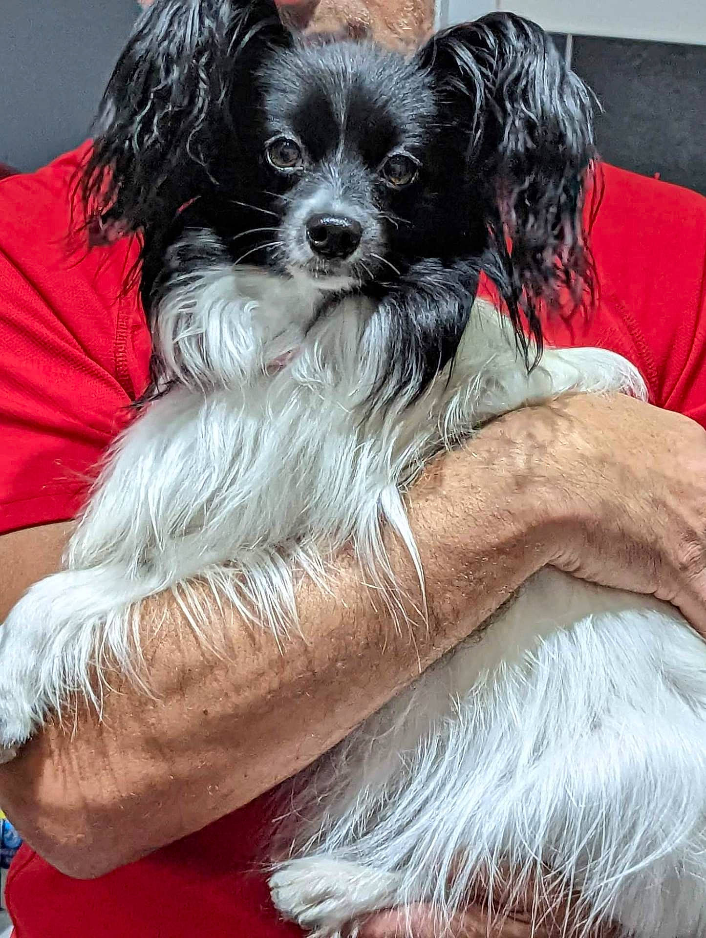 Rosie a rejoint le concours — aidez-le/la à gagner de superbes lots ! affenpinscher, animal, canine, cockerspaniel, dog, head, papillon, person, pet, poodle, puppy