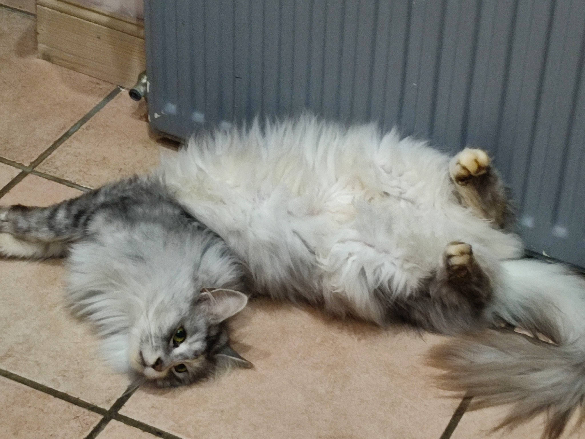 Bella