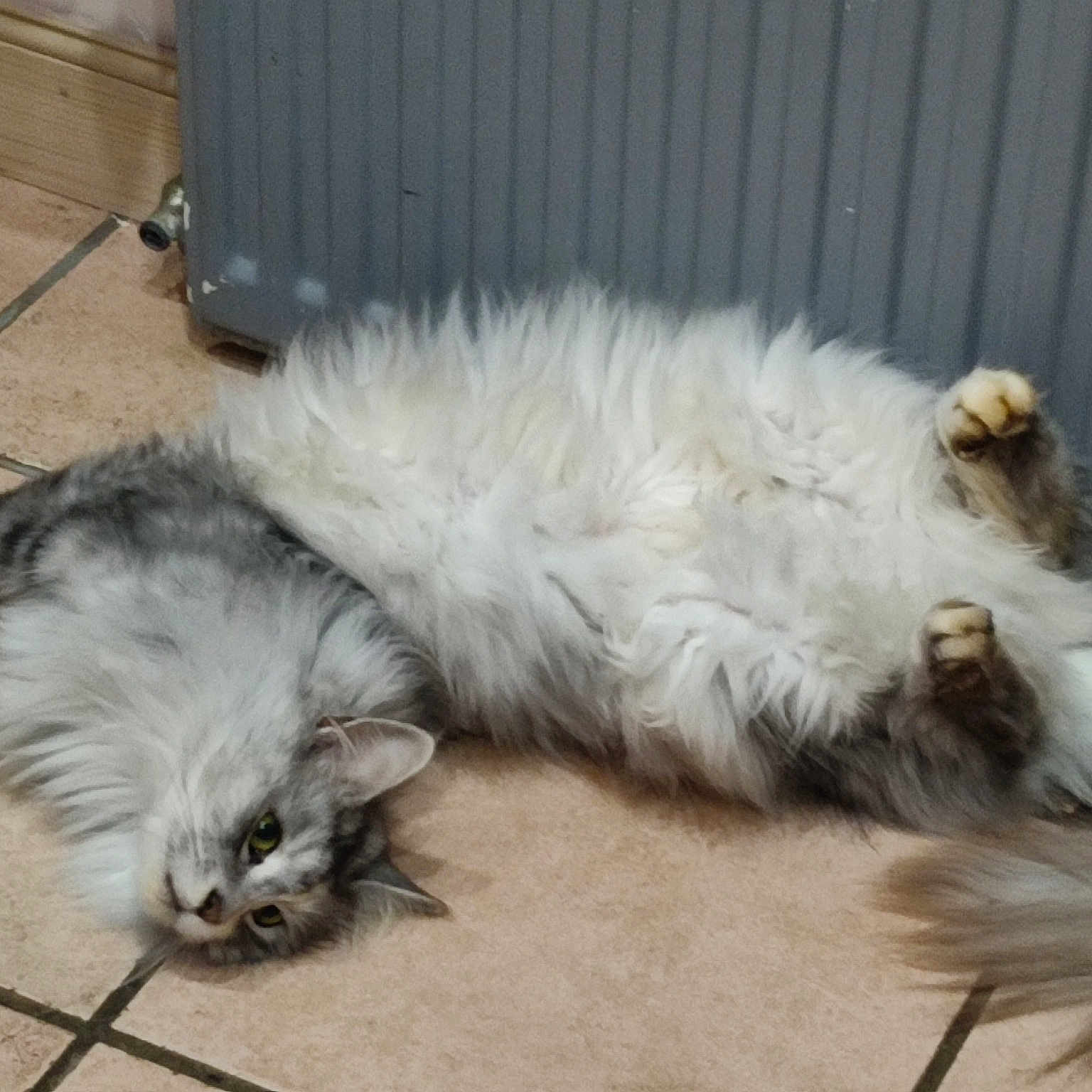 Bella