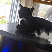 Marge is registered to the contest to win money with this photo: animal, black_cat, blinds, cat, daylight, domestic_cat, ears, face, feline, fur, house, indoor, paw, pet, relaxed, resting, table, whiskers, white_fur, window