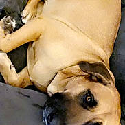 Dog joined the competition — help win amazing prizes! dog, pet, couch, sofa, lying_down, brown_fur, portrait, close_up, eyes, paw, relaxed, indoors, blanket, heart_stickers, snapchat_ui, screenshot, mobile_screen, fur, resting, canine