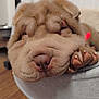 Abby a rejoint le concours — aidez-le/la à gagner de superbes lots ! dog, puppy, shar_pei, sleeping, close_up, wrinkled, fur, paws, bed, indoor, cozy, resting, cute, pet, animal, nose, snout, wooden_floor, relaxing, young_dog