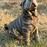 Abby a rejoint le concours — aidez-le/la à gagner de superbes lots ! dog, puppy, shar_pei, wrinkles, grass, outdoor, sunlight, field, sitting, pet, animal, nature, cute, fur, canine, young, portrait, brown, daylight, adorable