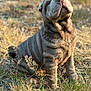 dog, puppy, shar_pei, wrinkles, grass, outdoor, sunlight, field, sitting, pet, animal, nature, cute, fur, canine, young, portrait, brown, daylight, adorable