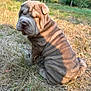 Abby a rejoint le concours — aidez-le/la à gagner de superbes lots ! puppy, dog, shar_pei, wrinkles, grass, forest, trees, sunlight, outdoor, nature, animal, pet, sitting, brown_fur, canine, young_dog, wildlife, daylight, scenery, cute