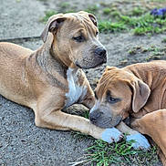 Jax is registered to the contest to win money with this photo: puppy, dog, animal, pet, outdoor, grass, dirt, brown_fur, white_markings, laying_down, close_up, cute, young, canine, companionship, nature, relaxed, two_dogs, friendship, portrait