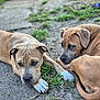 Jax is registered to the contest to win money with this photo: puppy, dog, brown_dog, outdoor, grass, dirt, cute, pet, animal, young_dog, laying_down, close_up, companions, nature, playful, two_dogs, paw, ears, curious, resting