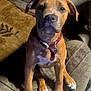 puppy, dog, brown_coat, white_markings, collar, tag, sitting, indoors, pet, canine, cute, animal, attention, texture, fabric, floor, warm_lighting, closeup, portrait, young_dog
