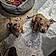 Saffron And Jax