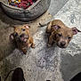 puppies, dogs, pets, floor, dog_bed, blanket, toy, indoor, looking_up, brown, cute, animal, young, ears, tail, nose, whiskers, playful, curious, concrete