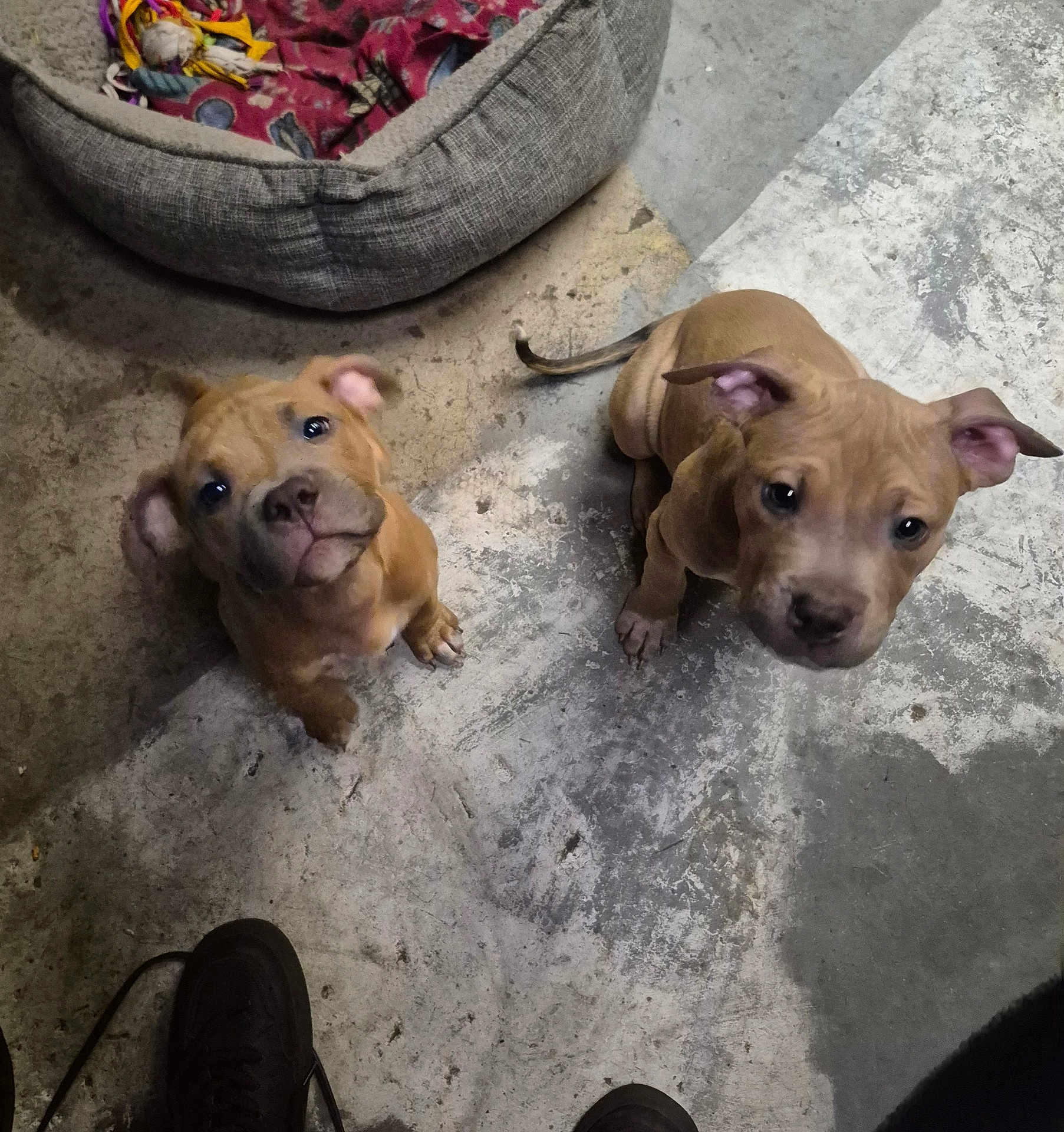 Saffron And Jax
