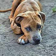 Saffron joined the competition — help win amazing prizes! puppy, dog, brown_dog, lying_down, outdoor, dirt, paw, ears, close_up, animal, pet, cute, sad_eyes, canine, young_dog, fur, mammal, resting, portrait, nature
