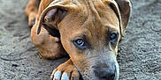Saffron joined the competition — help win amazing prizes! puppy, dog, brown_dog, lying_down, outdoor, dirt, paw, ears, close_up, animal, pet, cute, sad_eyes, canine, young_dog, fur, mammal, resting, portrait, nature