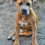 Saffron joined the competition — help win amazing prizes! puppy, dog, brown, white_paws, white_chest, sitting, outdoor, dirt, young_dog, canine, pet, animal, fur, ears, paw, snout, portrait, cute, nature, blurred_background