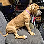 Saffron joined the competition — help win amazing prizes! dog, puppy, sitting, chair, cushion, indoor, brown_fur, collar, pet, side_view, muscular, watchful, garage, tools, fan, clutter, fabric, paw, nose, ears