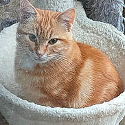 Némo participe au concours pour gagner de l'argent avec cette photo : animal, cat, cat_bed, cat_tree, closeup, cozy, cute, domestic_cat, ears, feline, fur, indoor, mammal, orange_tabby, pet, relaxed, resting, sleepy, soft_texture, whiskers