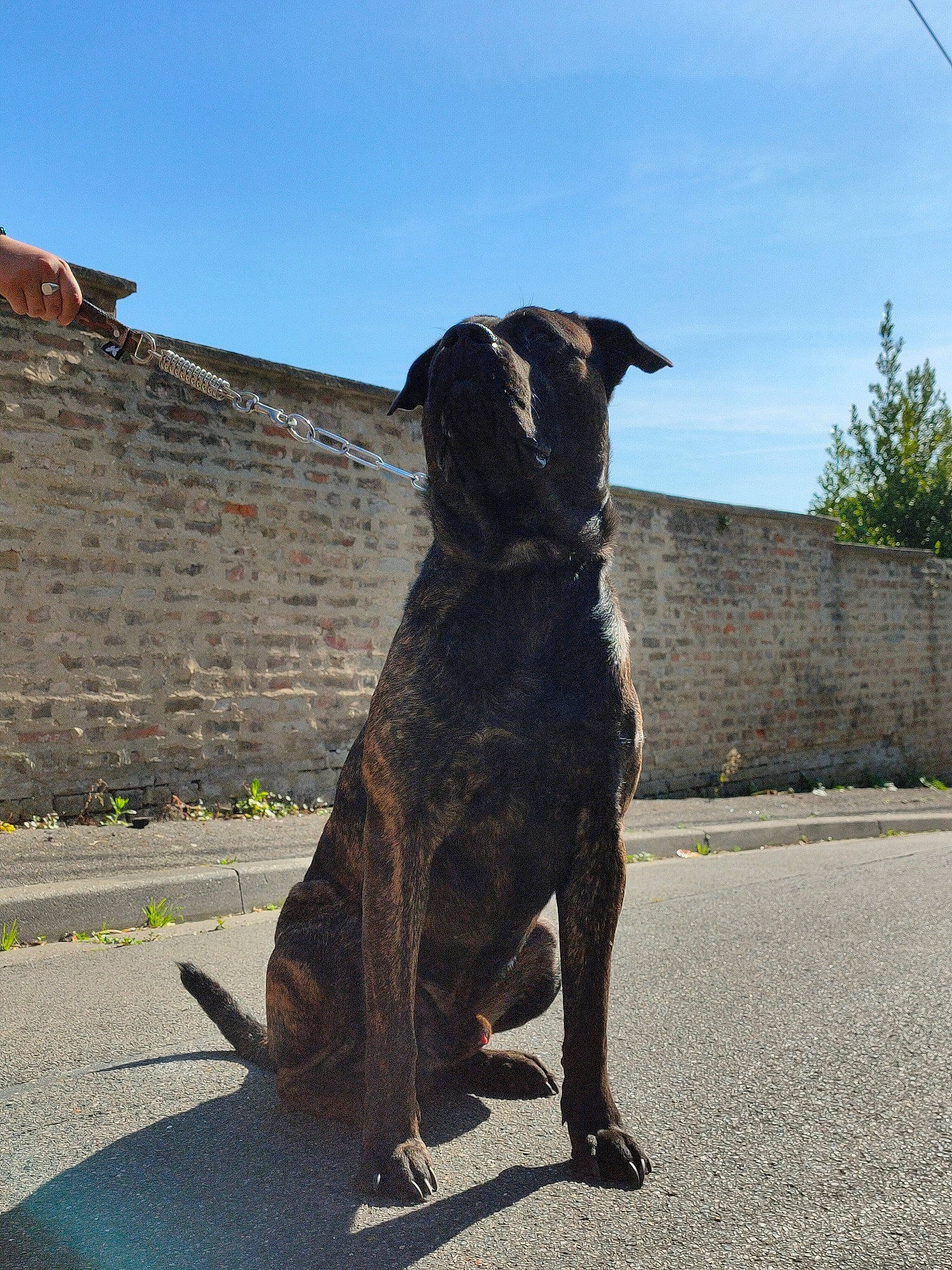 Nippon participe au concours pour gagner de l'argent avec cette photo : alaunt, american_staffordshire_terrier, boxer, canidae, carnivore, cimarron_uruguayo, dog, dog_breed, fawn, guard_dog, mammal, molosser, non_sporting_group, perro_de_presa_canario, shadow, sporting_group, tail, working_dog