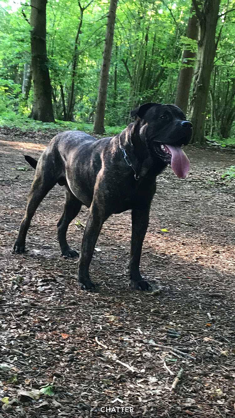 Nippon a rejoint le concours — aidez-le/la à gagner de superbes lots ! alano_espanol, alaunt, bandog, cane_corso, canidae, carnivore, dog, dog_breed, dogo_sardesco, fila_brasileiro, guard_dog, hunting_dog, mammal, molosser, perro_de_presa_canario, perro_de_presa_mallorquin, rare_breed_dog, sporting_group, vertebrate, working_dog