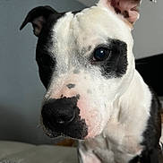 Marley participe au concours pour gagner de l'argent avec cette photo : dog, black_and_white, close_up, pet, indoor, animal, canine, curious, ears, face, nose, fur, sitting, blanket, wall, companion, domestic, portrait, cute, friendly
