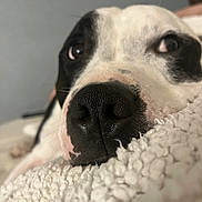 Marley participe au concours pour gagner de l'argent avec cette photo : animal, black_and_white, blanket, close_up, cozy, curious, cute, dog, face, fur, indoor, looking, nose, pet, portrait, relaxed, resting, snout, soft, texture