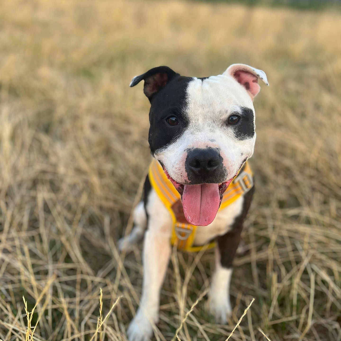 Marley participe au concours pour gagner de l'argent avec cette photo : animal, black_and_white, canine, closeup, daylight, dog, ears, field, grass, happy, muzzle, nature, outdoor, pet, playful, portrait, sitting, summer, tongue_out, yellow_harness