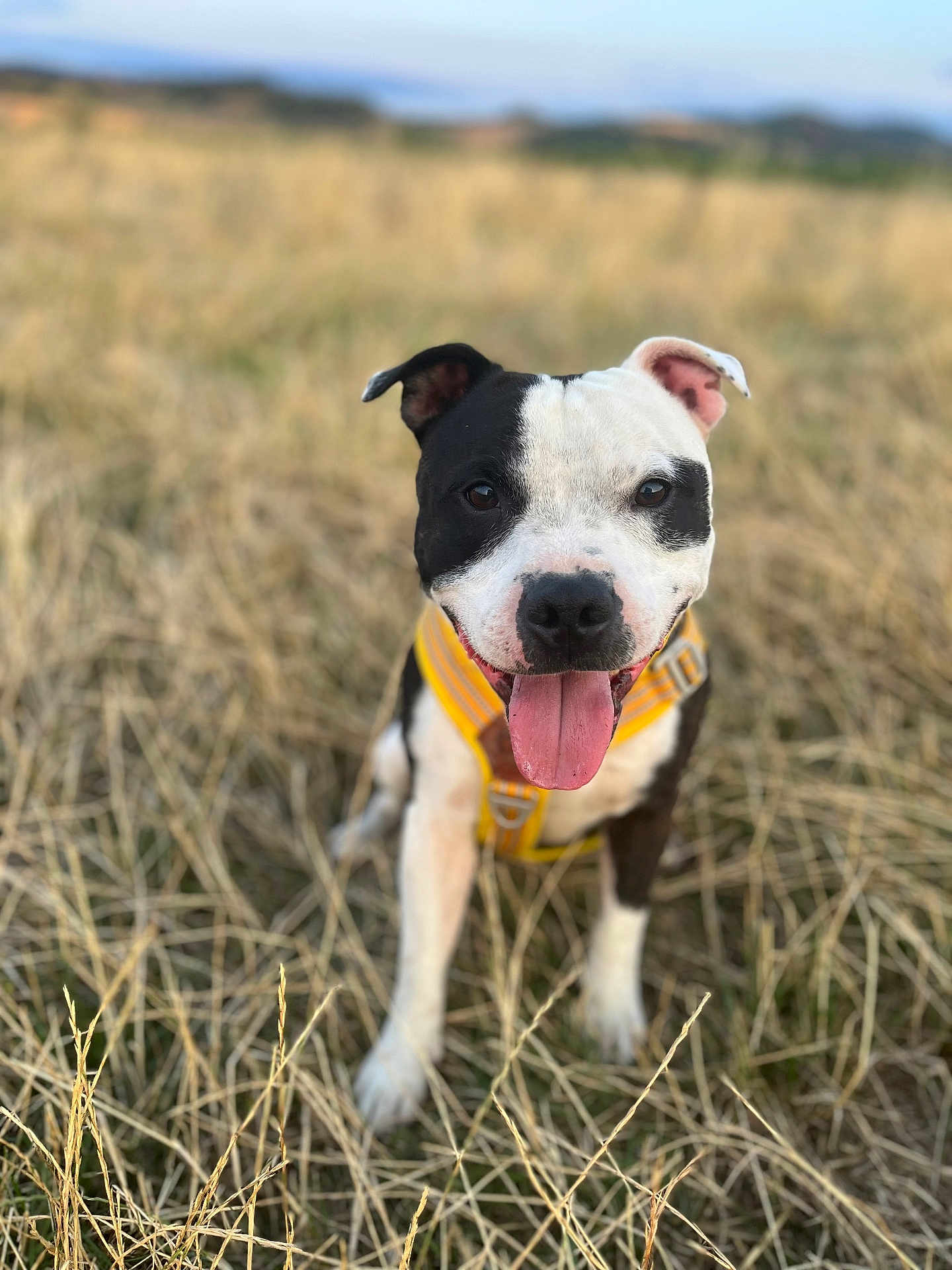 Marley participe au concours pour gagner de l'argent avec cette photo : dog, black_and_white, yellow_harness, tongue_out, grass, field, outdoor, pet, animal, ears, happy, sitting, nature, muzzle, canine, summer, playful, closeup, portrait, daylight