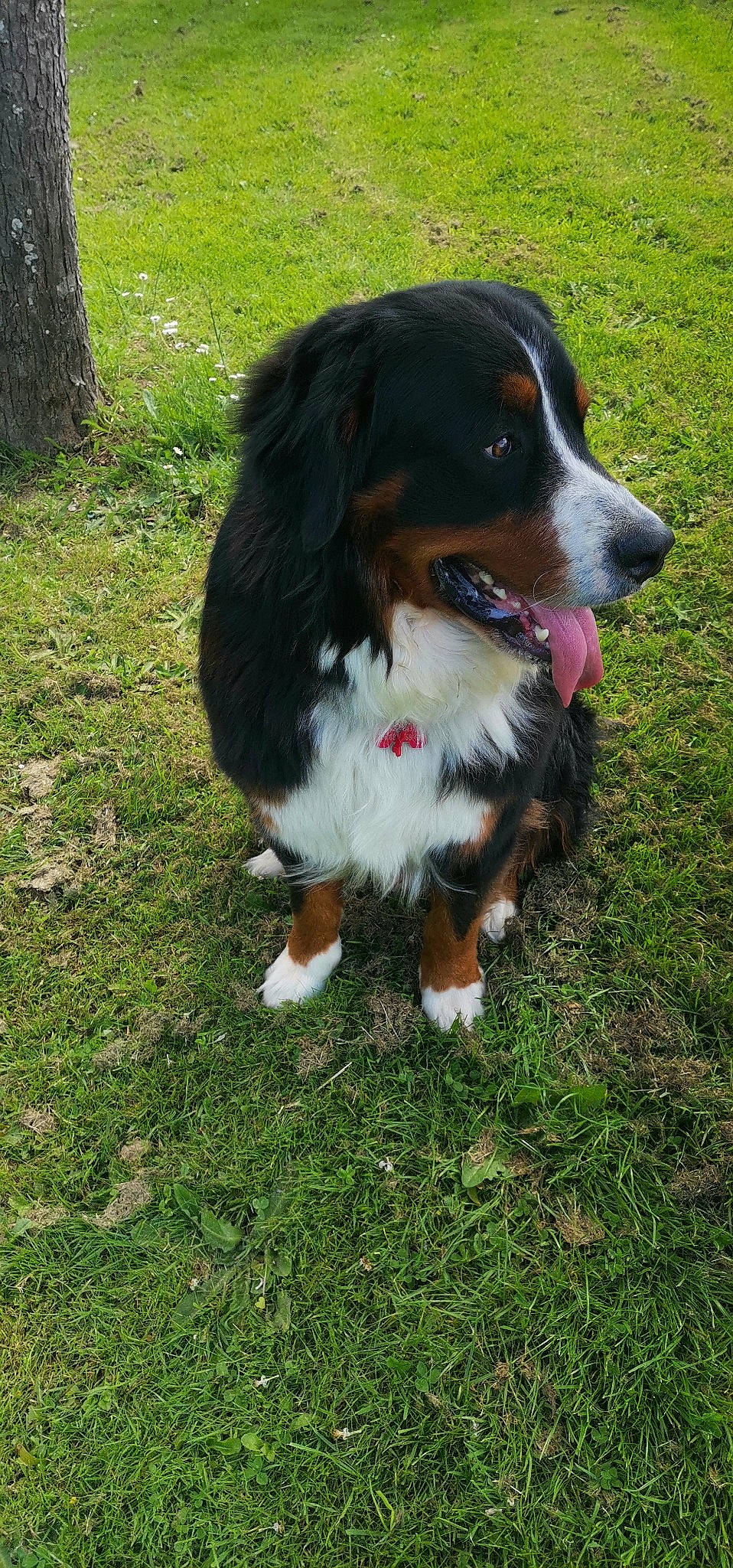 Scooby a rejoint le concours — aidez-le/la à gagner de superbes lots ! bernese_mountain_dog, border_collie, canidae, carnivore, companion_dog, dog, dog_breed, grass, gun_dog, herding_dog, hunting_dog, plant, snout, spaniel, sporting_group, working_animal, working_dog