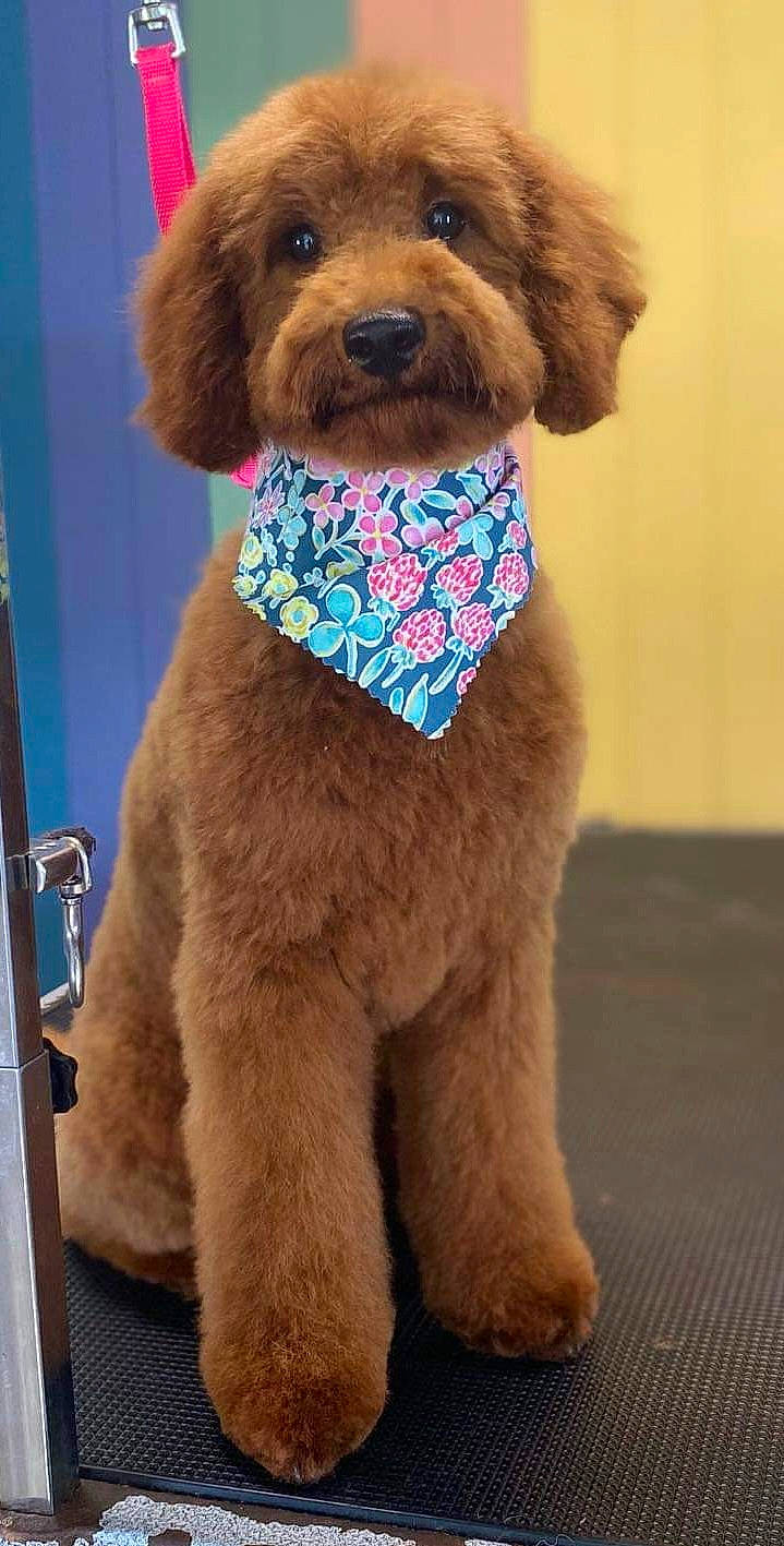 Summer joined the competition — help win amazing prizes! canidae, carnivore, collar, companion_dog, dog, dog_breed, dog_collar, dog_supply, fawn, fur, leash, liver, pet_supply, snout, sporting_group, standard_poodle, tail, terrestrial_animal, water_dog, working_animal