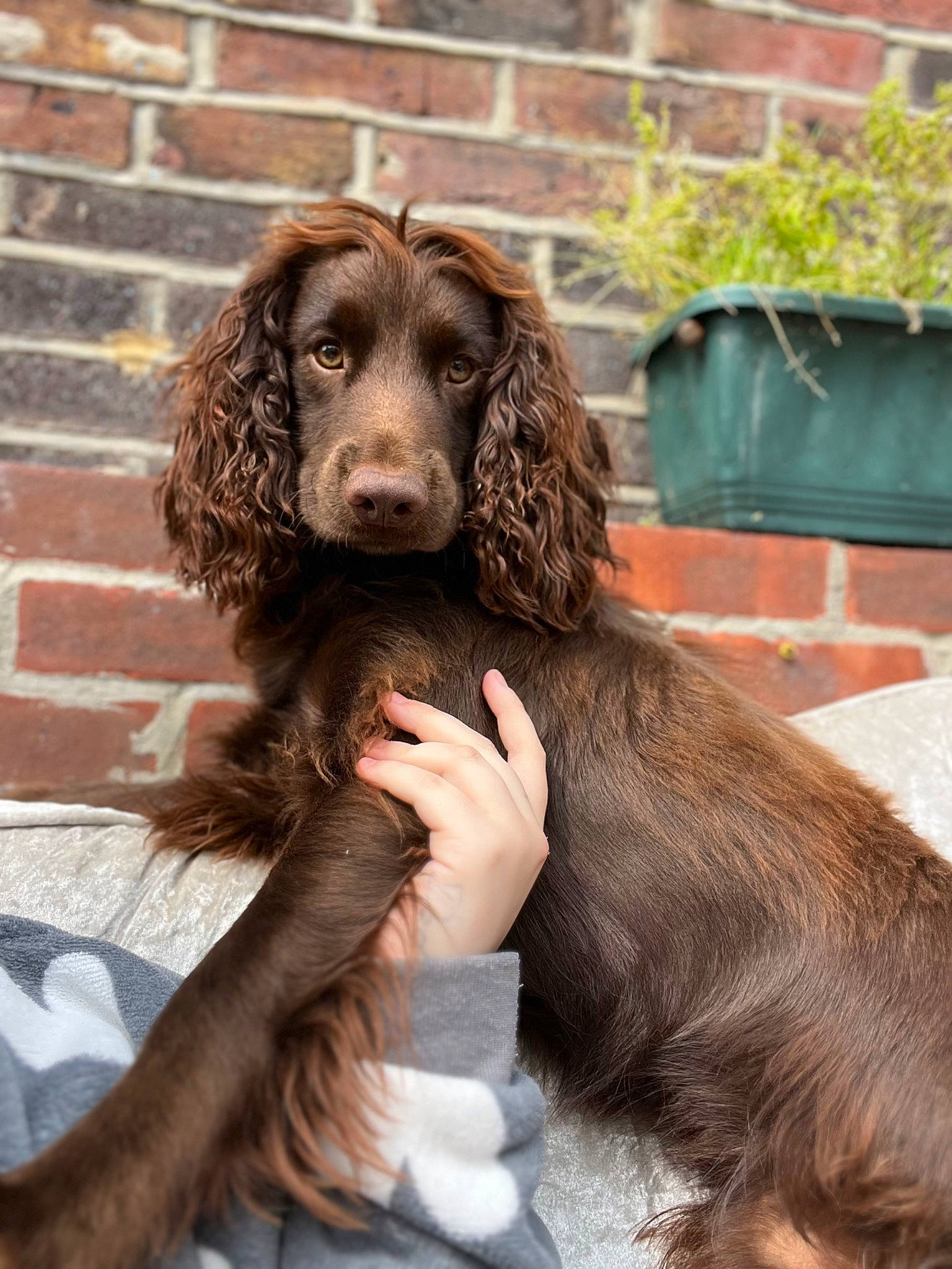 Rocky joined the competition — help win amazing prizes! brick, brickwork, canidae, carnivore, companion_dog, dog, dog_breed, ear, fur, gun_dog, hunting_dog, liver, plant, pont_audemer_spaniel, snout, spaniel, sporting_group, terrestrial_animal, water_dog, working_animal