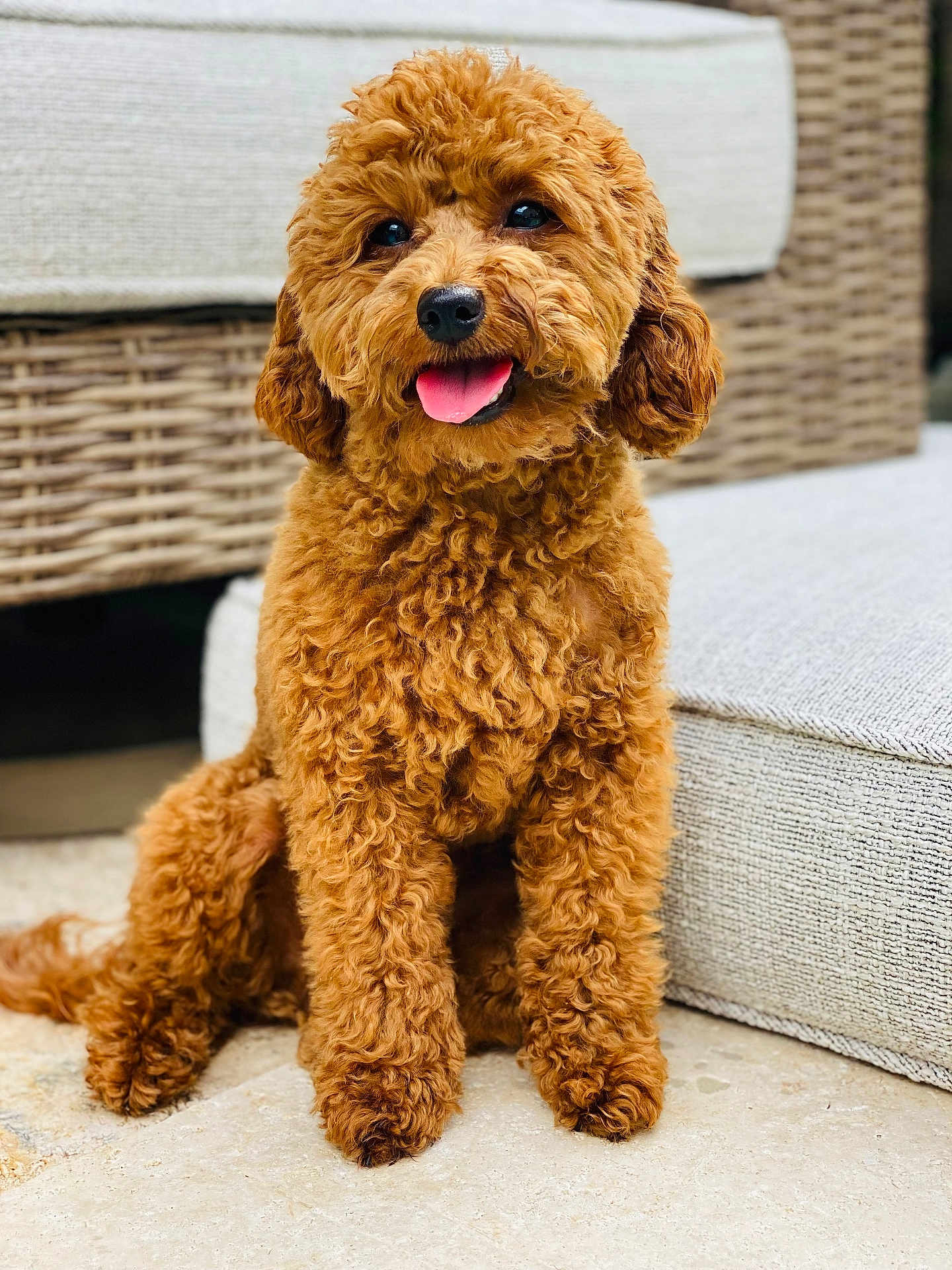 Ginger